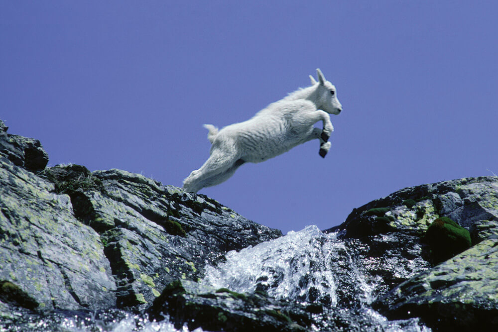 How High Can Goats Jump EatHappyProject