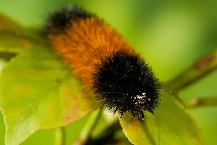 What Does the Woolly Bear Caterpillar Turn Into EatHappyProject
