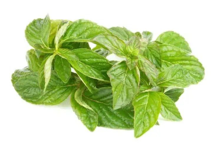 What is the Yellow Flower that Smells Like Mint? EatHappyProject