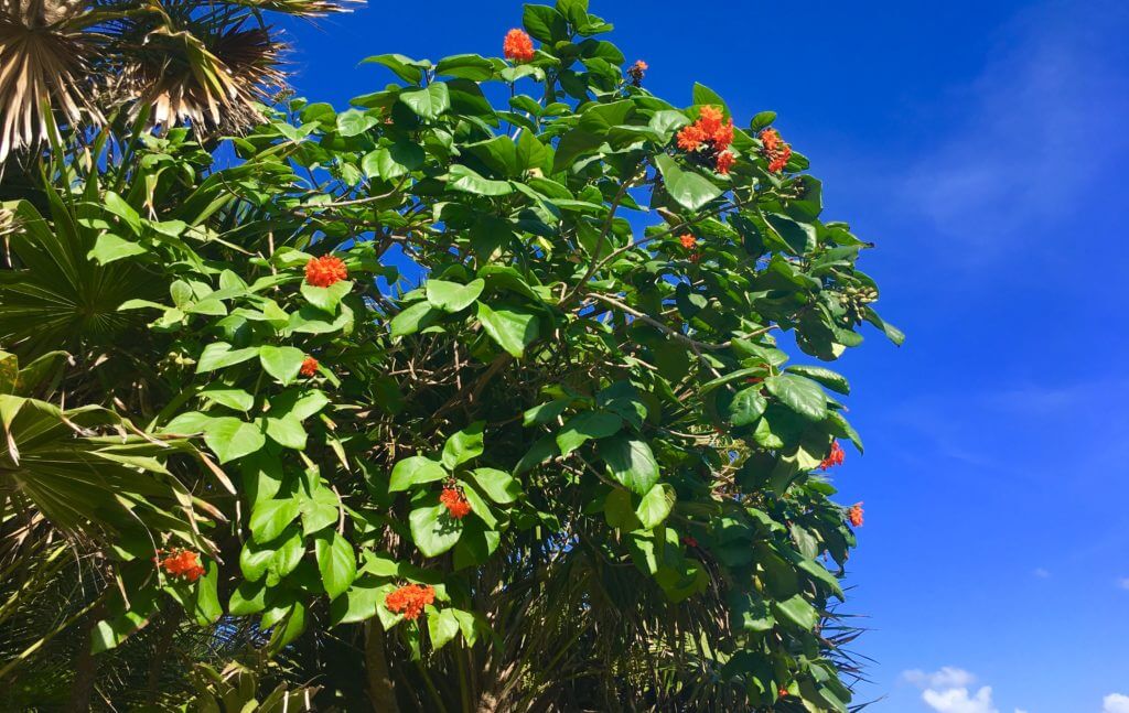 Which Trees are More Expensive than Gold? EatHappyProject