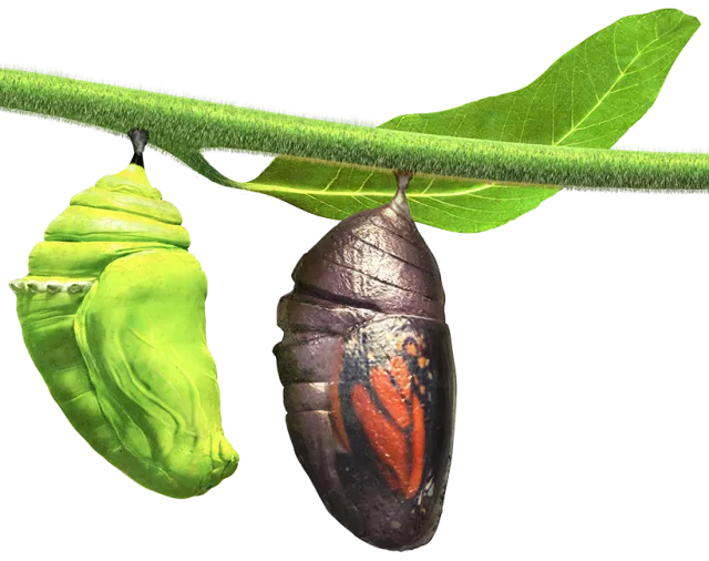 Do All Caterpillars Turn Into Butterflies? EatHappyProject