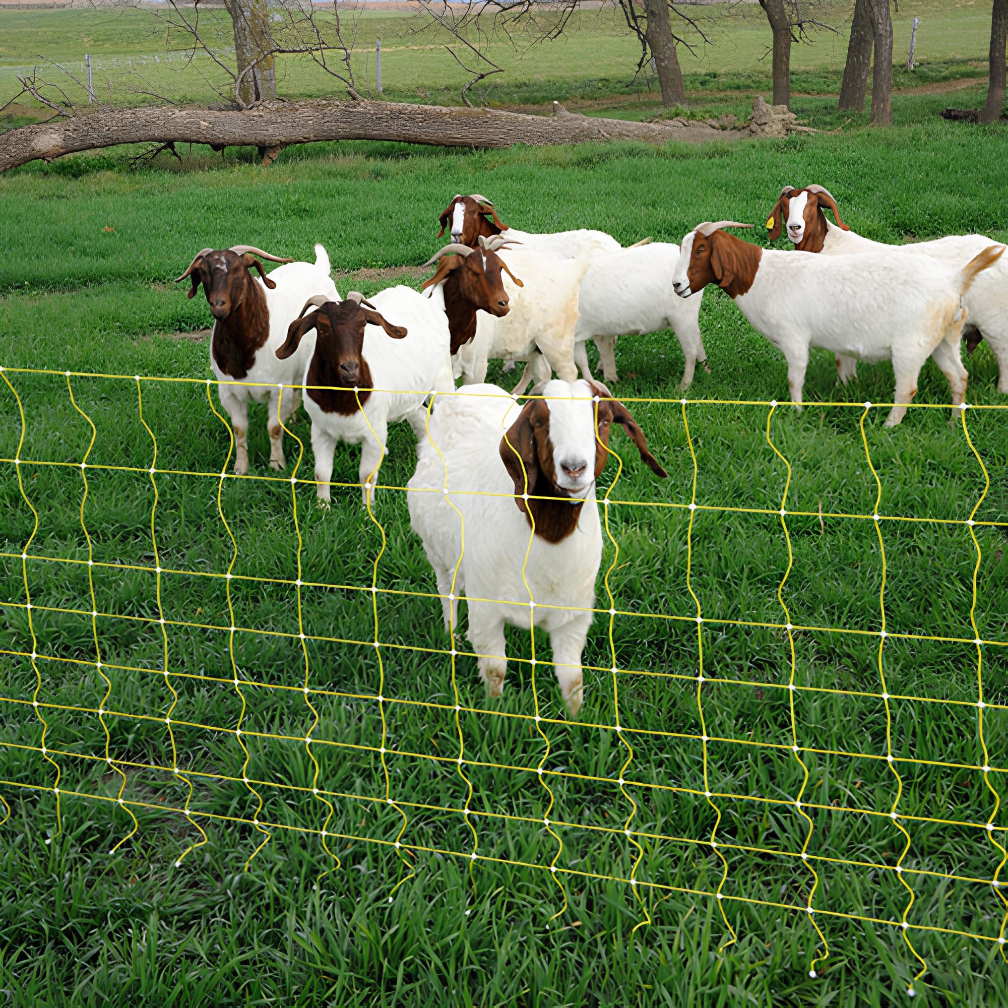 What is the Ideal Number of Electric Fence's Strands for Goats