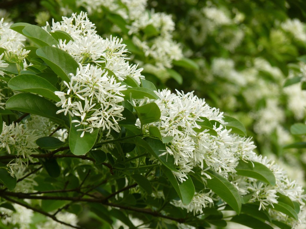 What are the White Flower Trees Called EatHappyProject