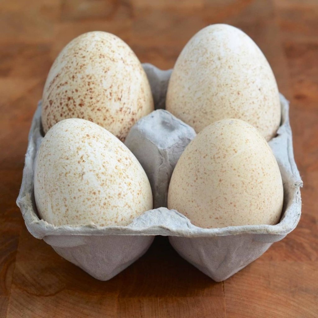 Are Turkey Eggs Good to Eat? EatHappyProject