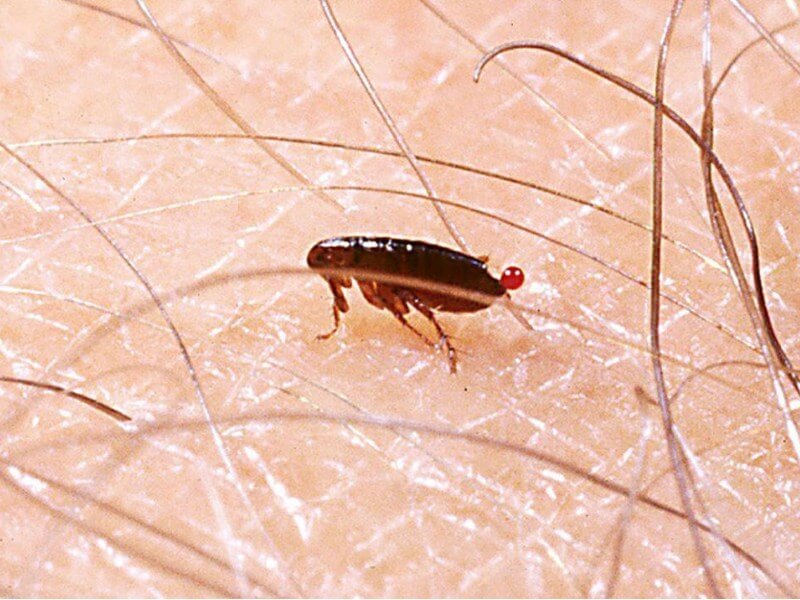 How Long Will Fleas Live in A House without Pets? EatHappyProject