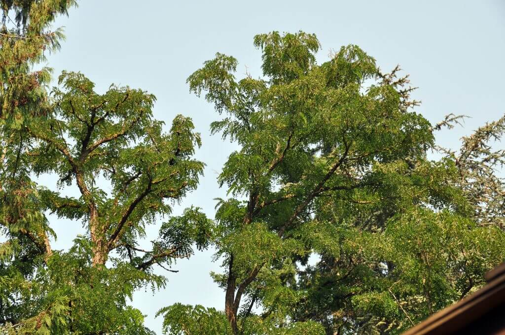 How to Get Rid of Locust Tree Sprouts EatHappyProject