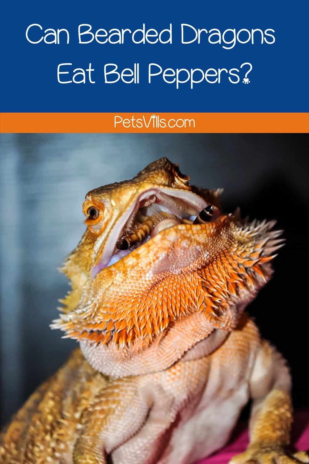 Can Bearded Dragons Have Red Bell Peppers?