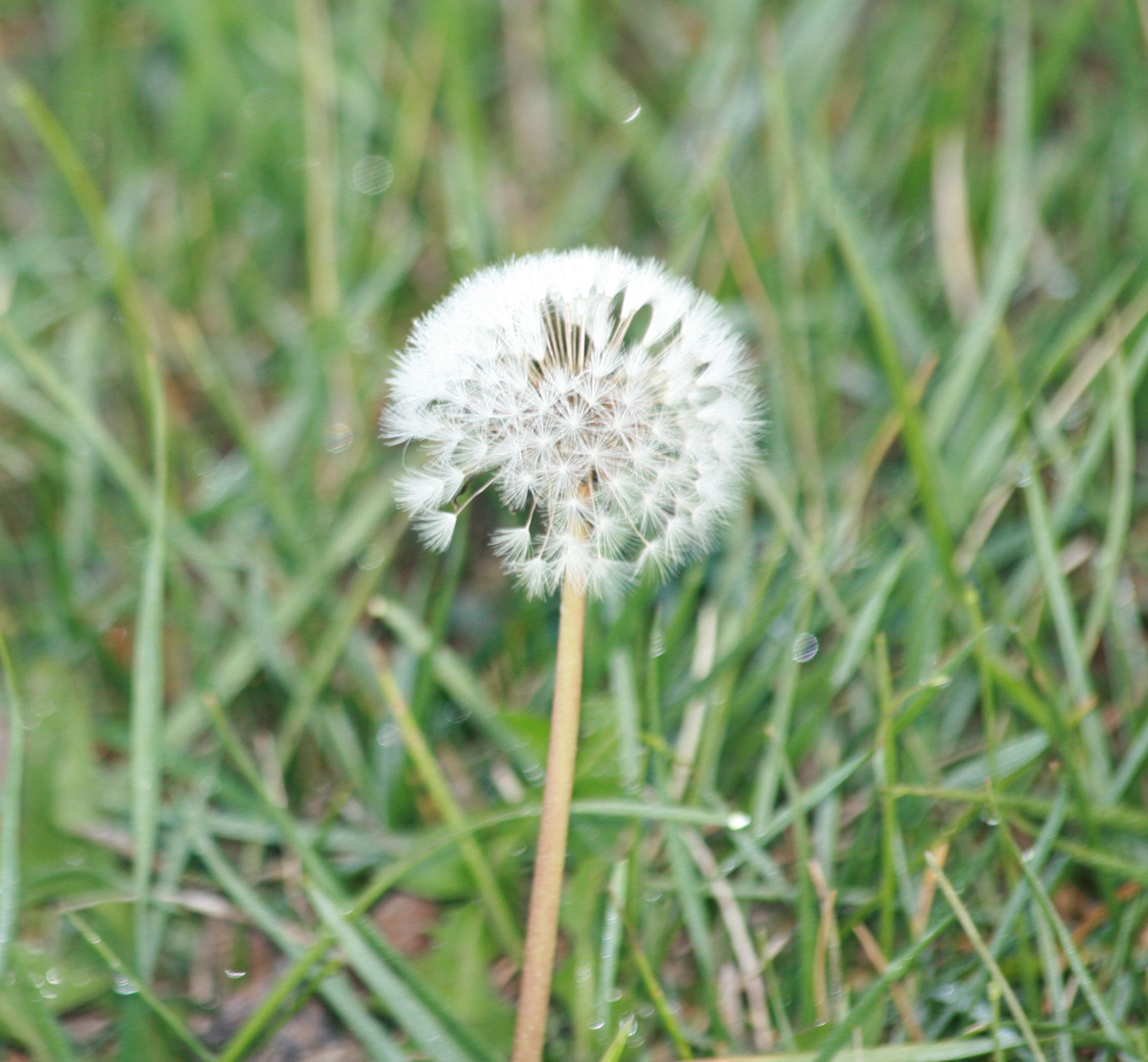 The Health Benefits Of Dandelion Stems For Dogs