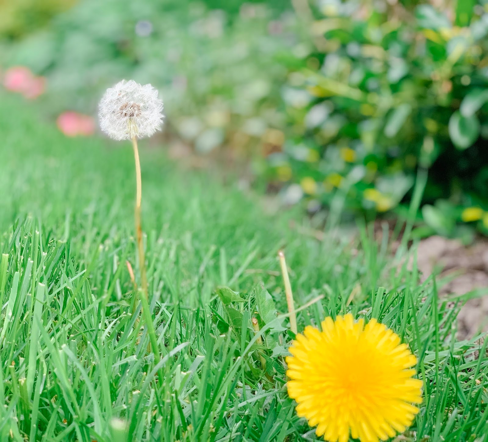 Do Dandelion Greens Have Antioxidant Properties