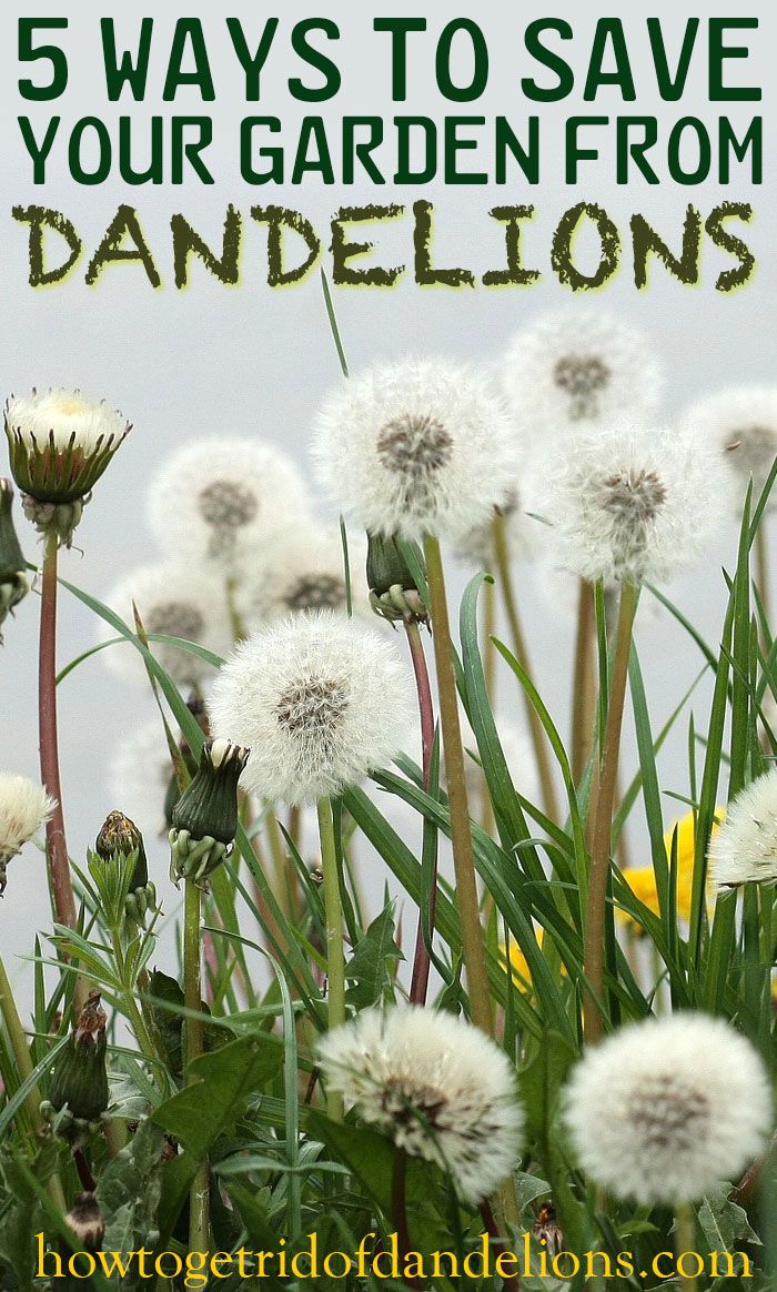 The Nuisance Of Dandelions
