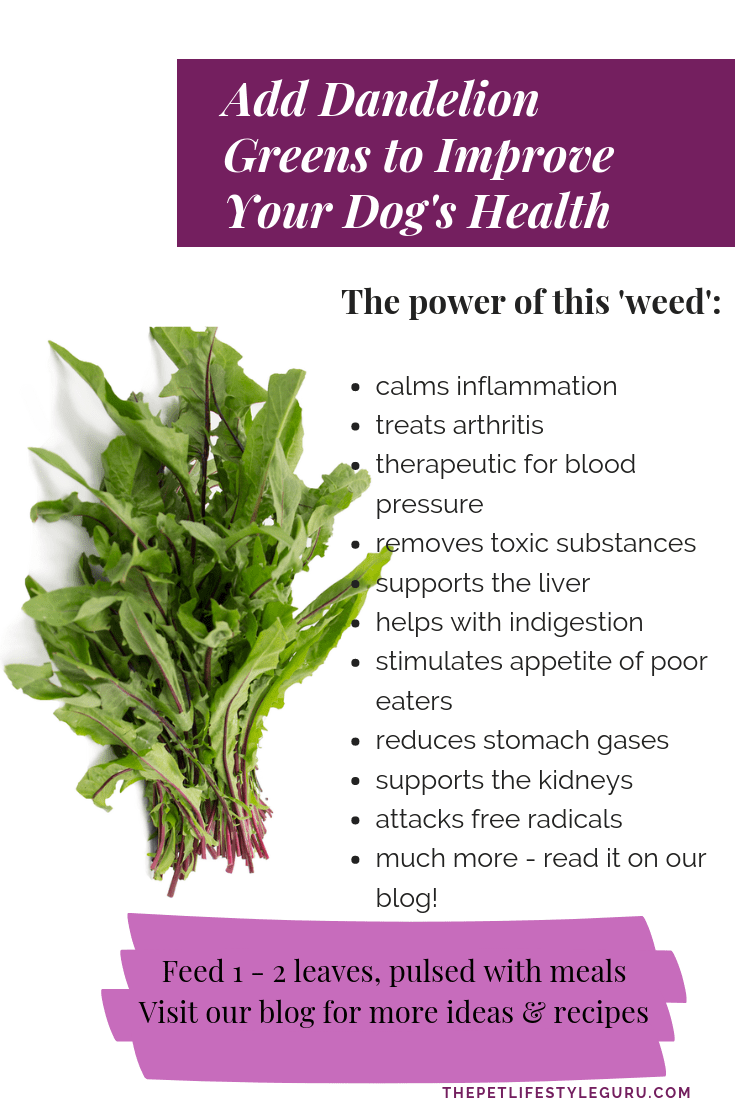 5 Health Benefits Of Adding Dandelions To Your Dog’s Diet