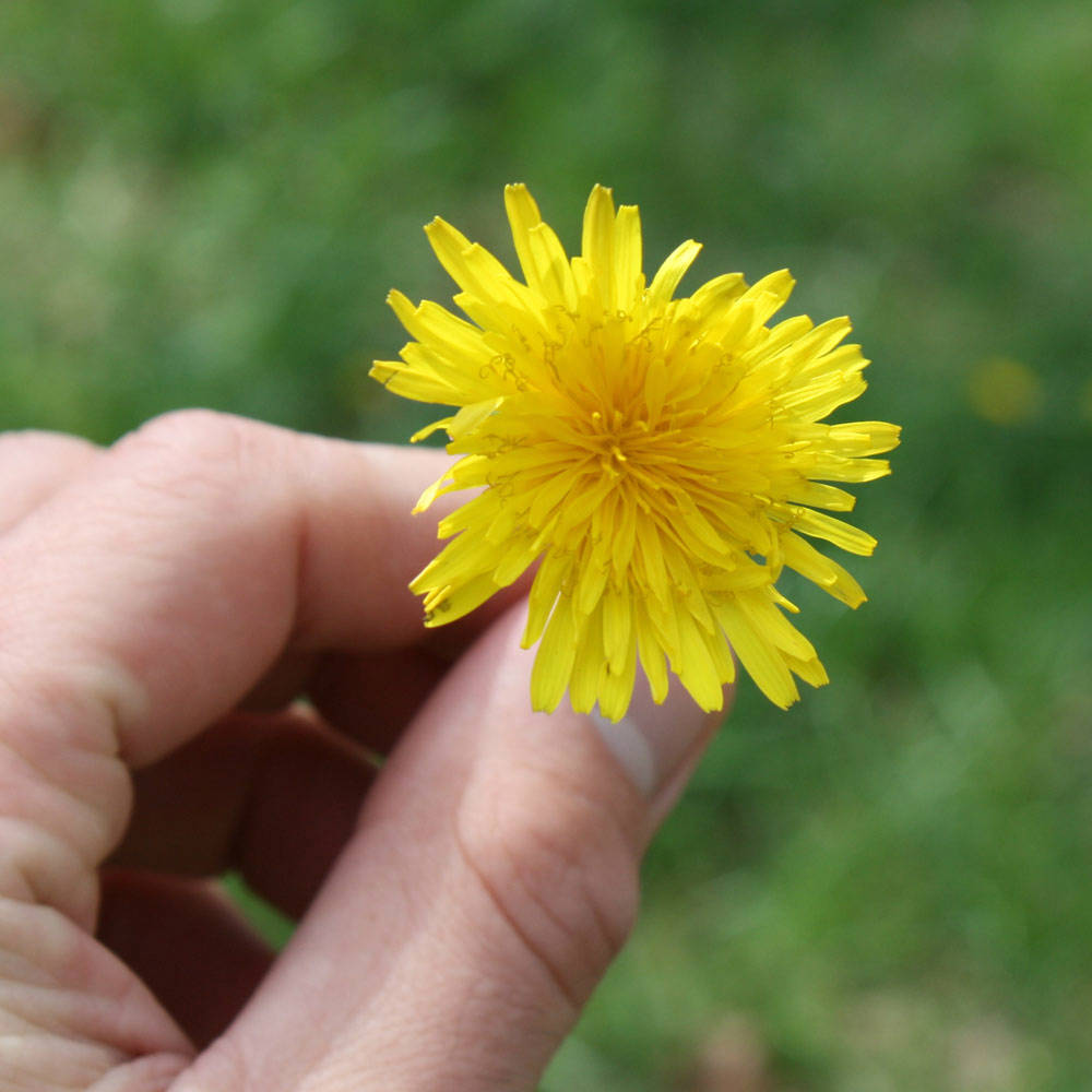 The Benefits Of Dandelions For Buns