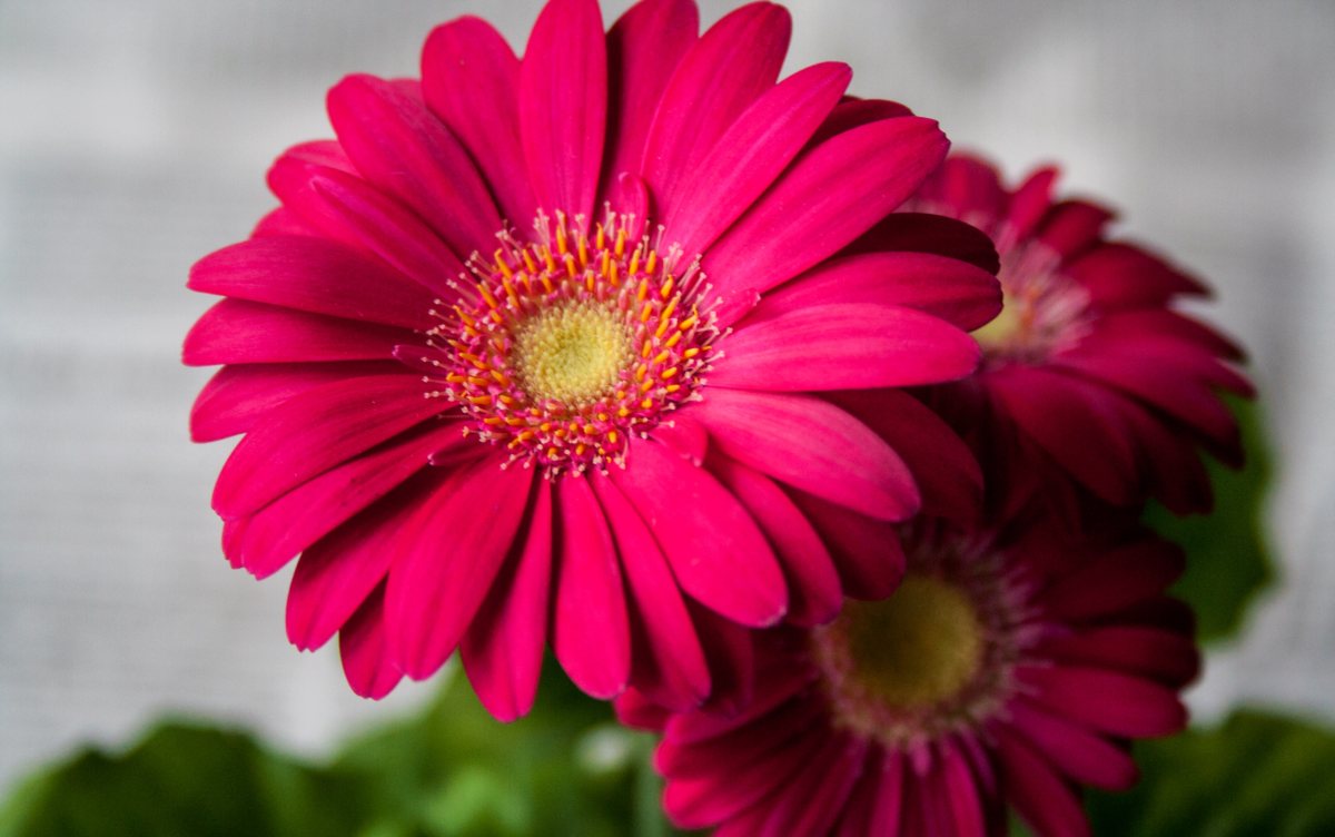 Dandelions And Gerbera Daisies Flowers From The Asteraceae Family