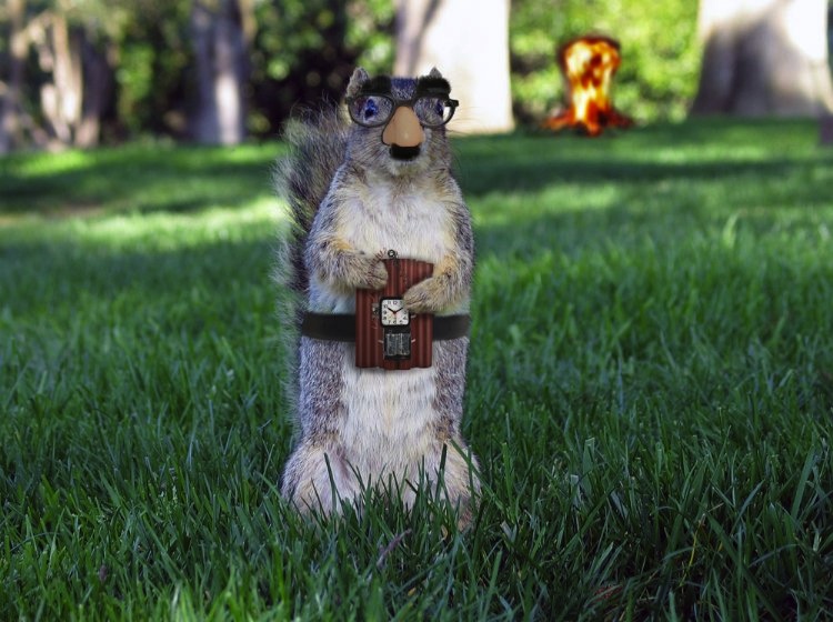 Animals With Weapons Gallery eBaum's World