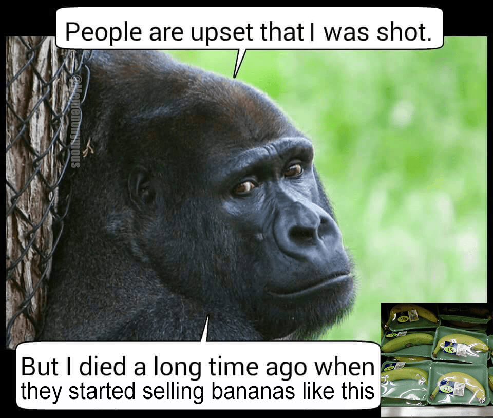 Harambe Memes Feels Gallery eBaum's World