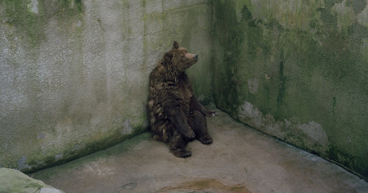 This One Photograph Tells You All You Need About The Sad State of Zoos.