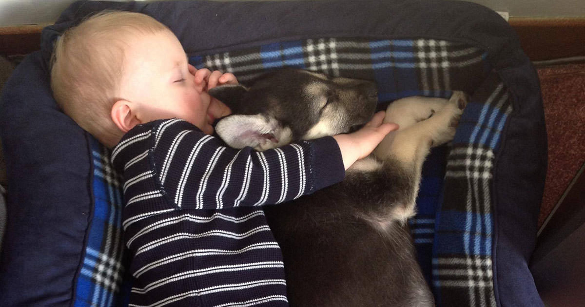 Forskning visar Därför är det bra att sova tillsammans med hunden i