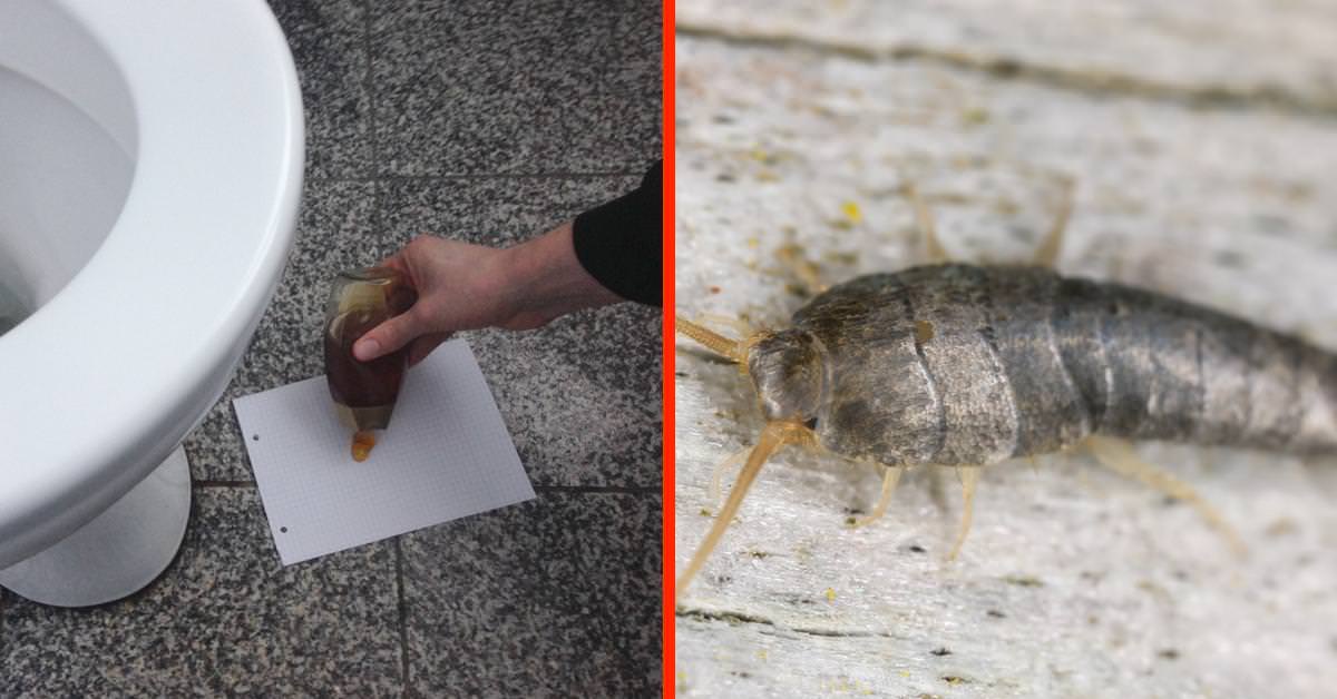 5 sätt för att bli av med silverfisk hemma