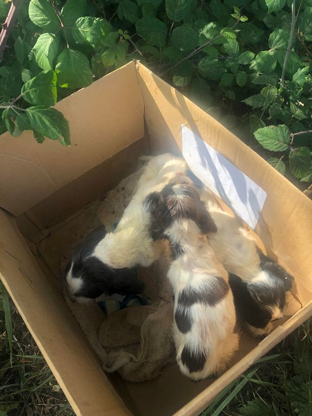 Drei Welpen sterben in Pappkarton Babyhunde bei 32 Grad ‚weggeworfen‘