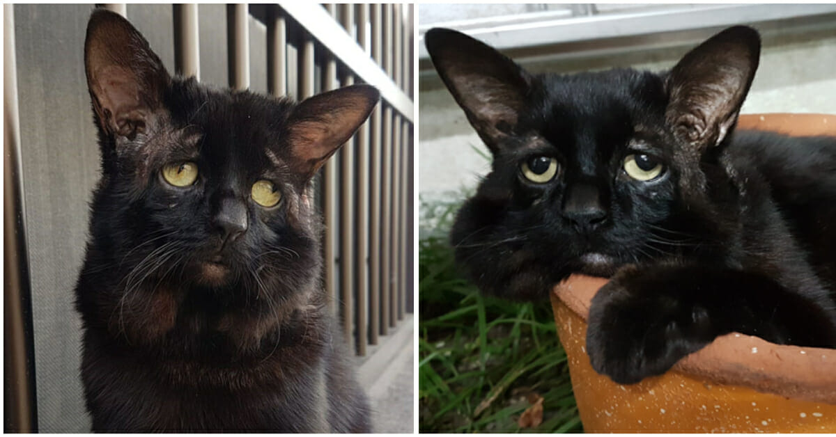 "Traurigste Katze der Welt" Kater hat seltene