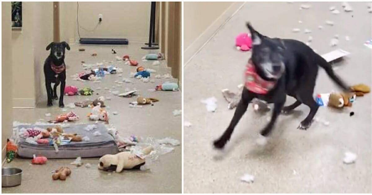 Hund bricht aus seinem Zwinger aus & veranstaltet