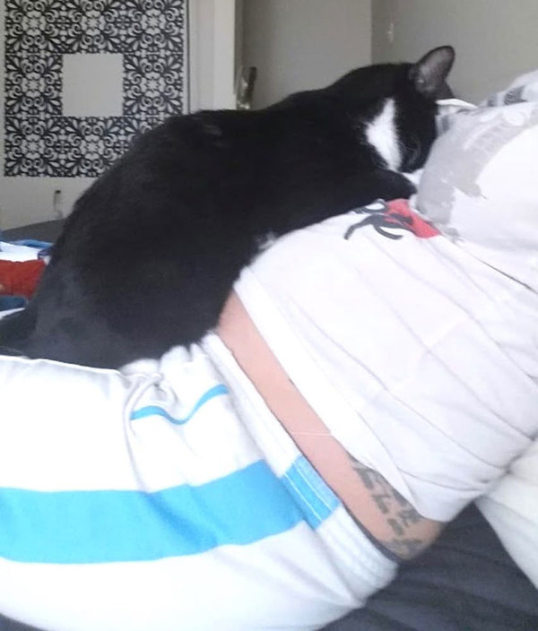Gato se recusa a sair de cima da barriga da dona grávida — veja o que