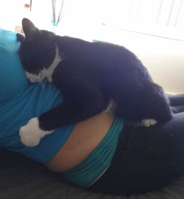 Gato se recusa a sair de cima da barriga da dona grávida — veja o que