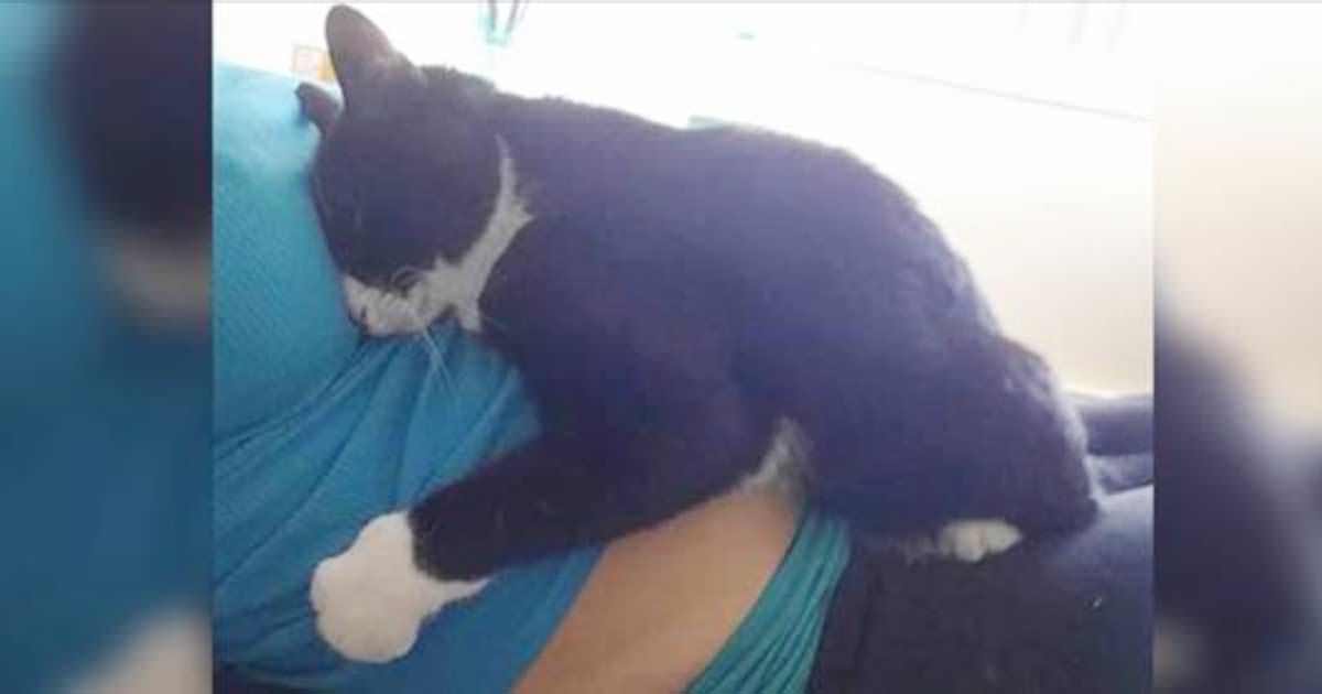 Gato se recusa a sair de cima da barriga da dona grávida — veja o que