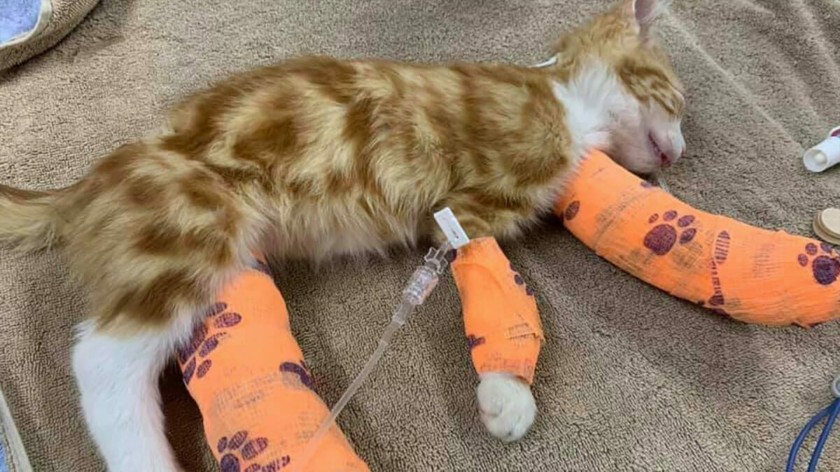 Un chaton laissé pour mort après que ses pattes aient été
