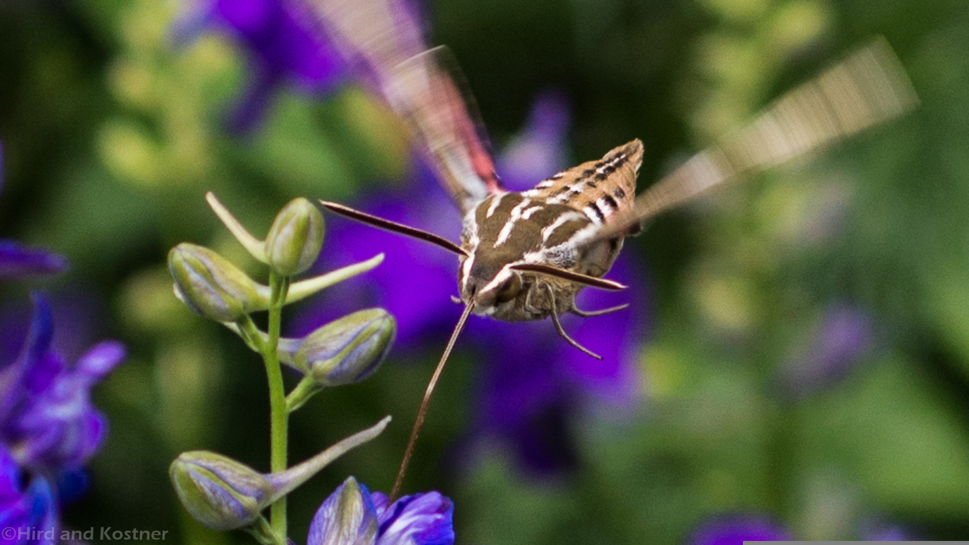 The Benefits Of Sphinx Moths Exploring The Role They Play In The