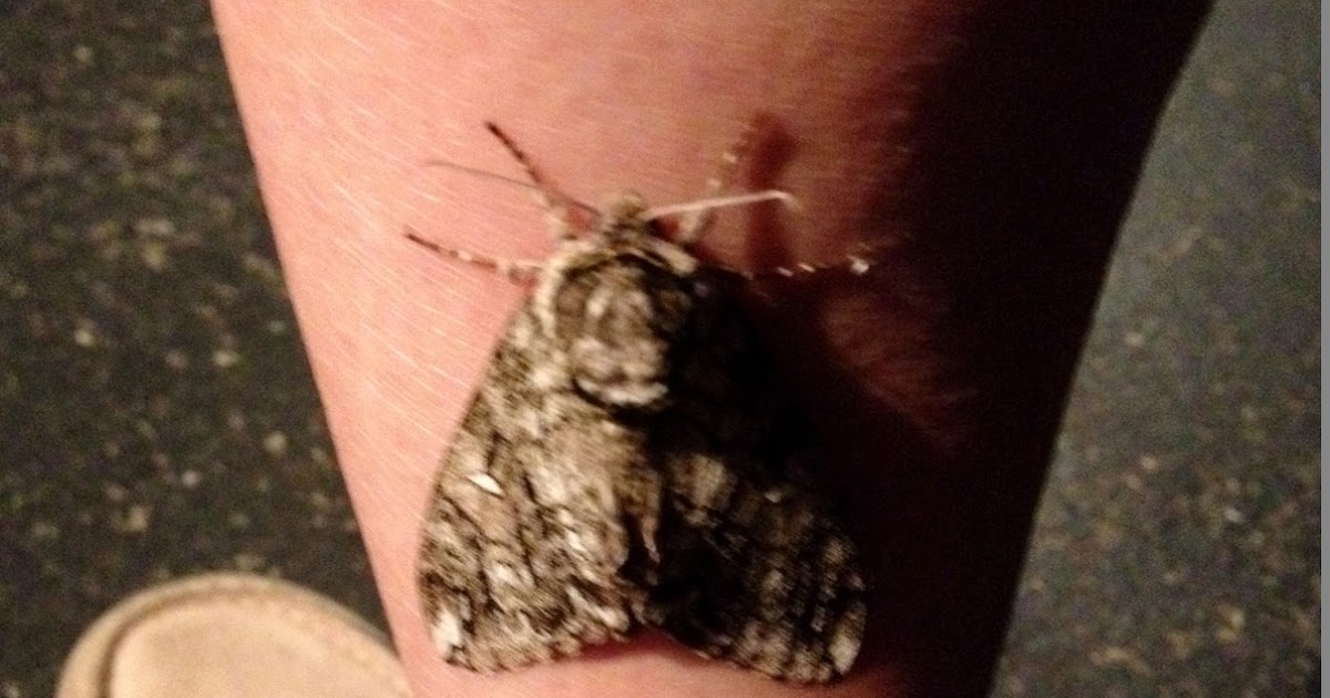 Exploring The Cocooning Habits Of Sphinx Moths EcoTravellerGuide