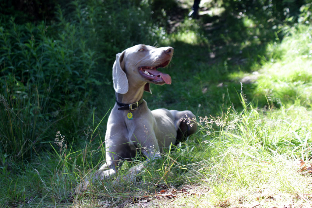 The Benefits Of The Sphinx Position A Relaxing Posture For Dogs
