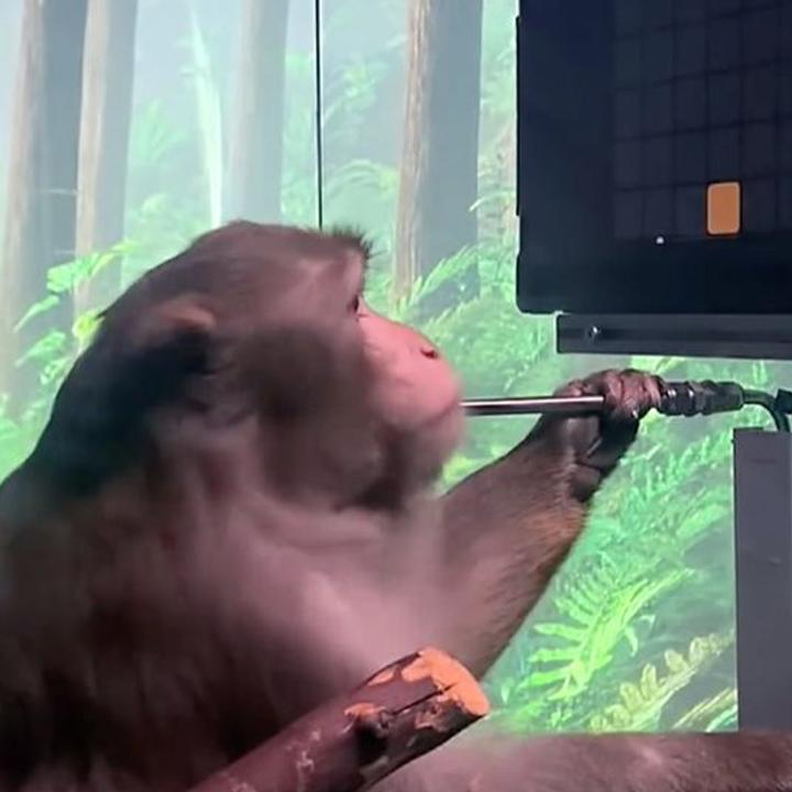 Neuralink‘s Monkey can play Ping Pong with its own brain Everything You Need To Know Plop