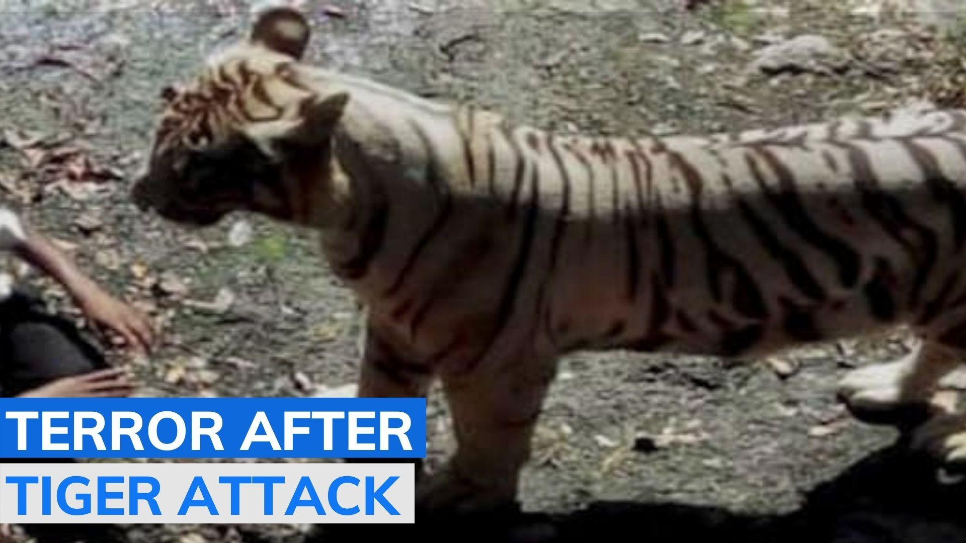 Tiger Attack Victims