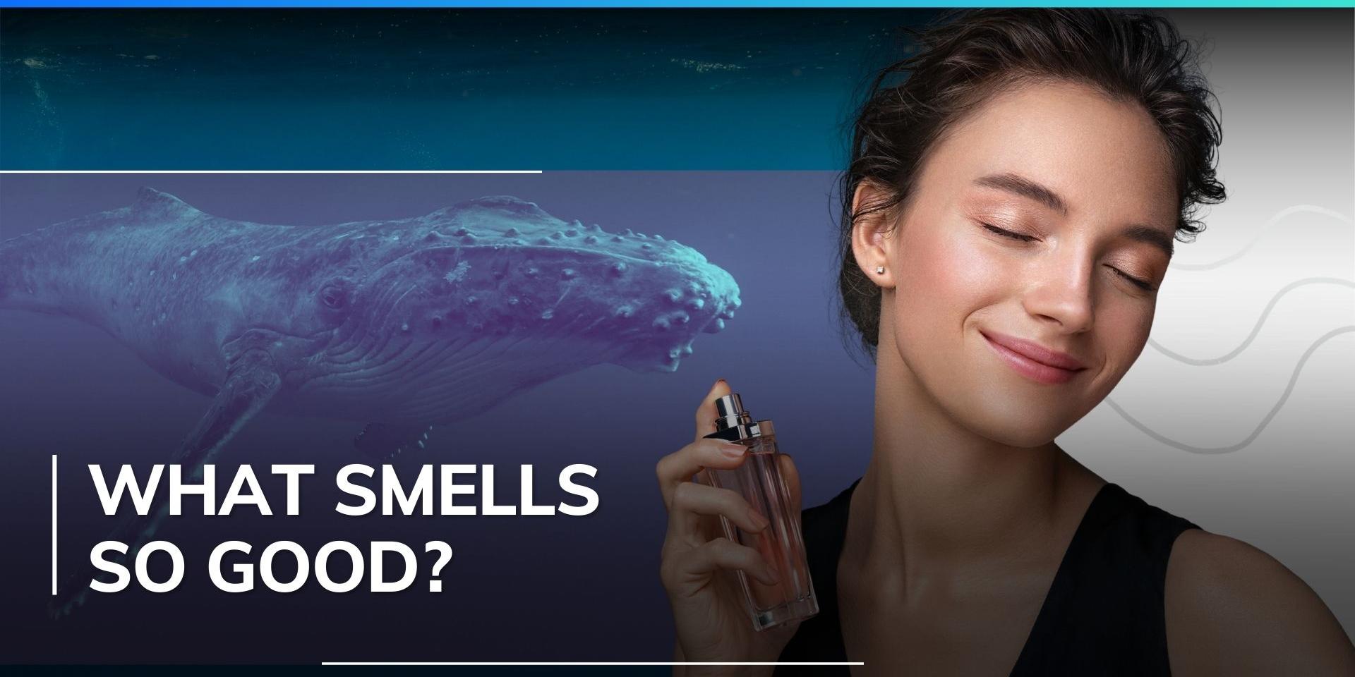 Can you believe whale vomit is the unlikely treasure behind most