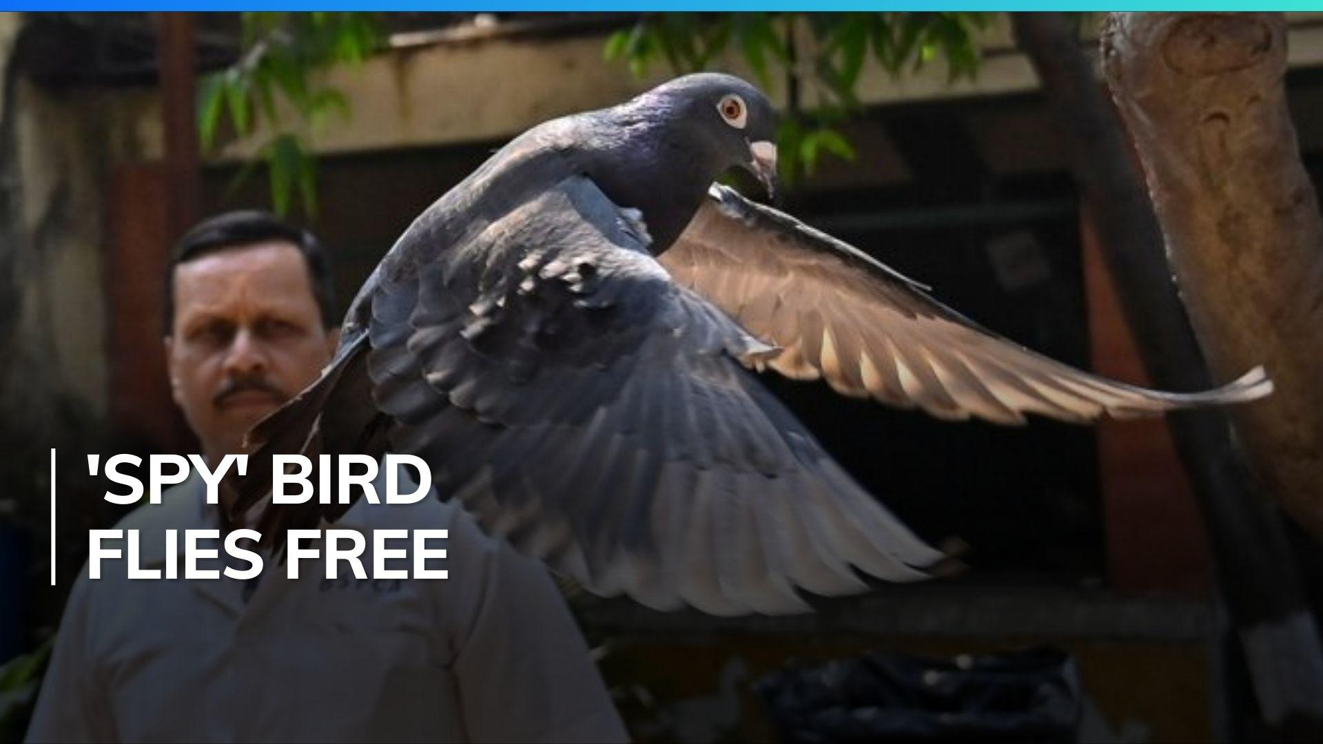 Mumbai after eight months in detention, ‘China spy’ pigeon freed