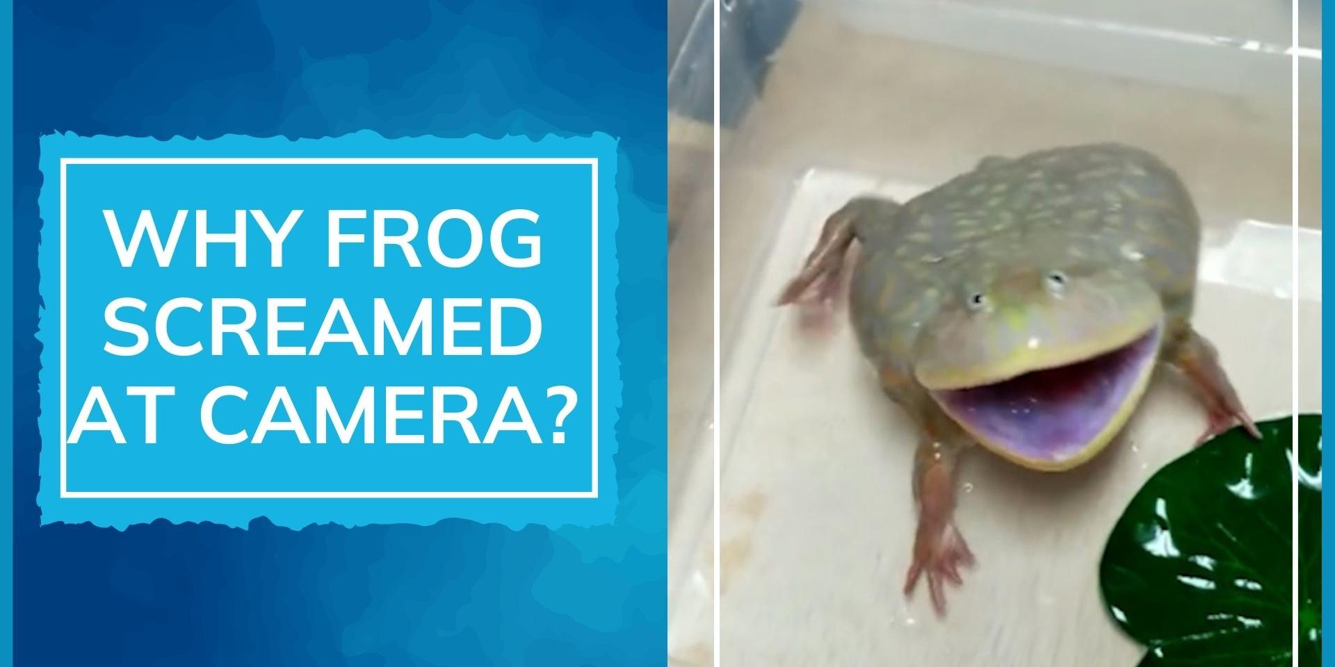 Watch frog screams at camera, video goes viral. See what expert said