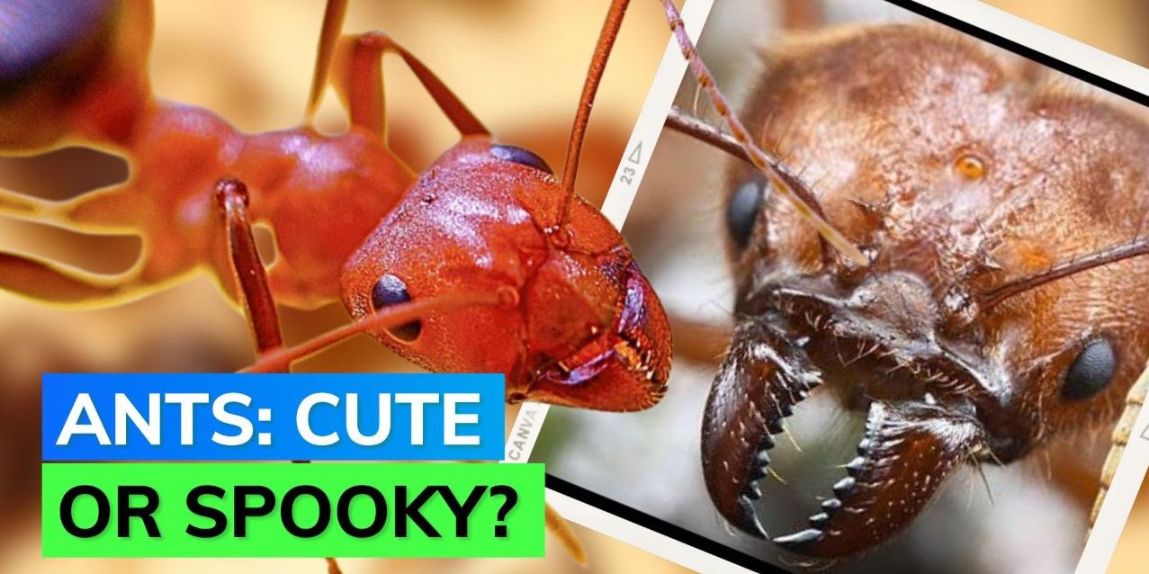 Find ants cute? This image might ruin that thought of yours Editorji