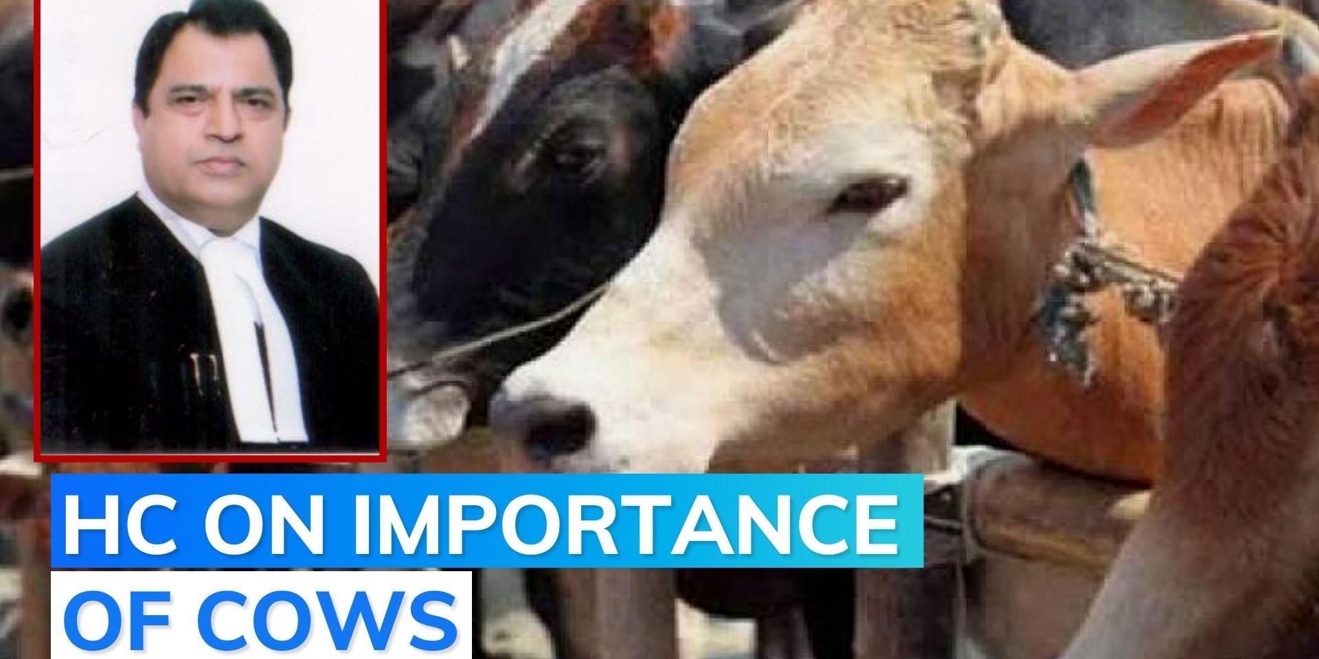 ‘Anyone who kills cow deemed to rot in hell’, Allahabad HC calls for