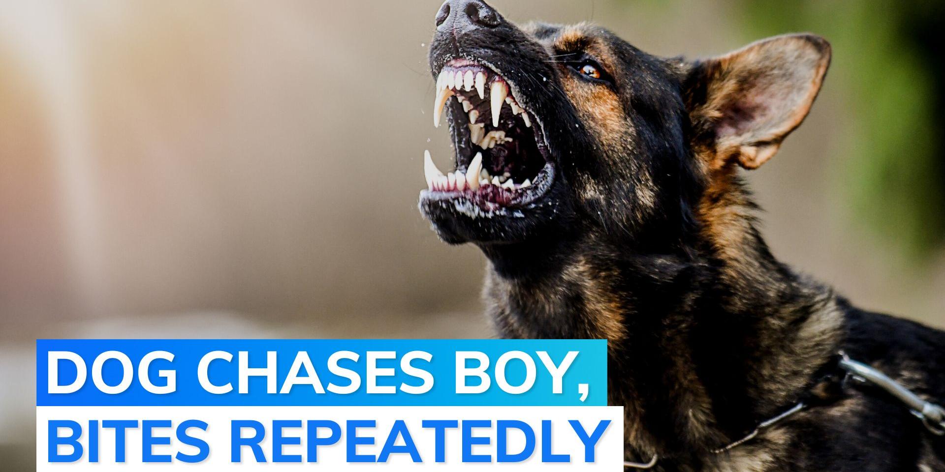 On cam stray dog attacks 10yearold boy in Hyderabad Editorji