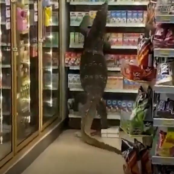 Watch Giant lizard terrifies shoppers at Thailand grocery store Editorji