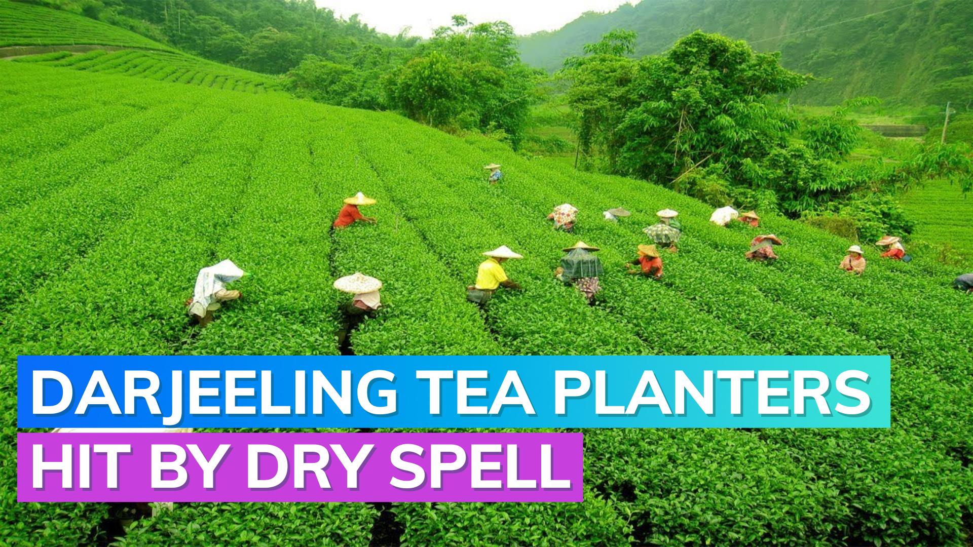 Darjeeling tea planters facing crop shortage amid dry spell and