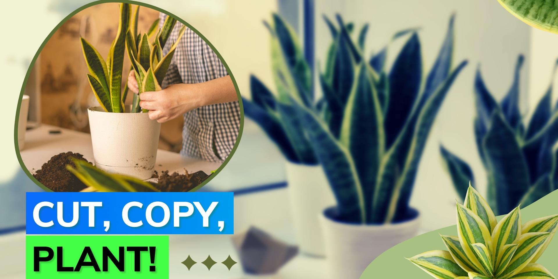 Content creator shares a DIY to grow snake plant at home; watch here