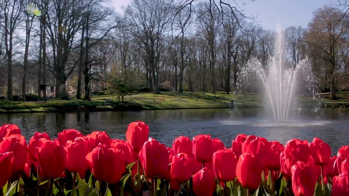 Netherlands' most famous tulip garden is offering a virtual tour Editorji