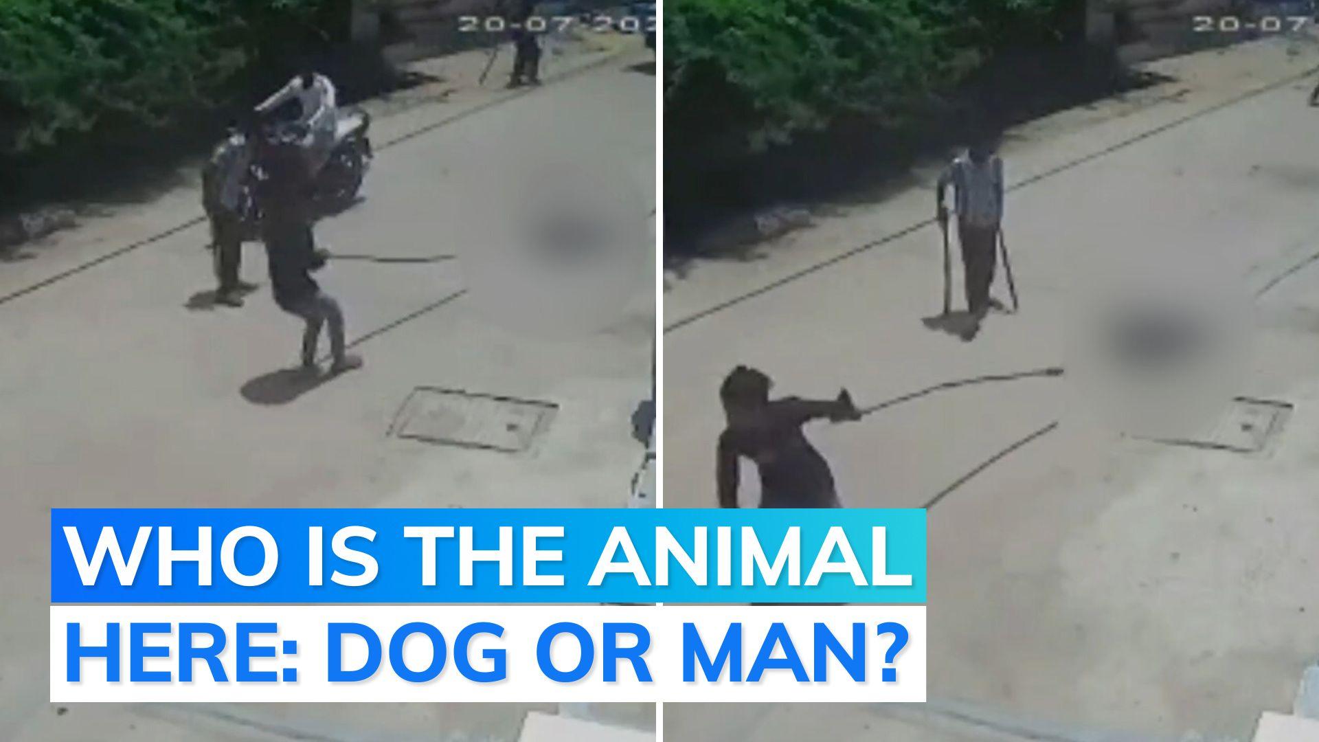 Gwalior horror video dog killed with axe, eyes gouged out, thrown into