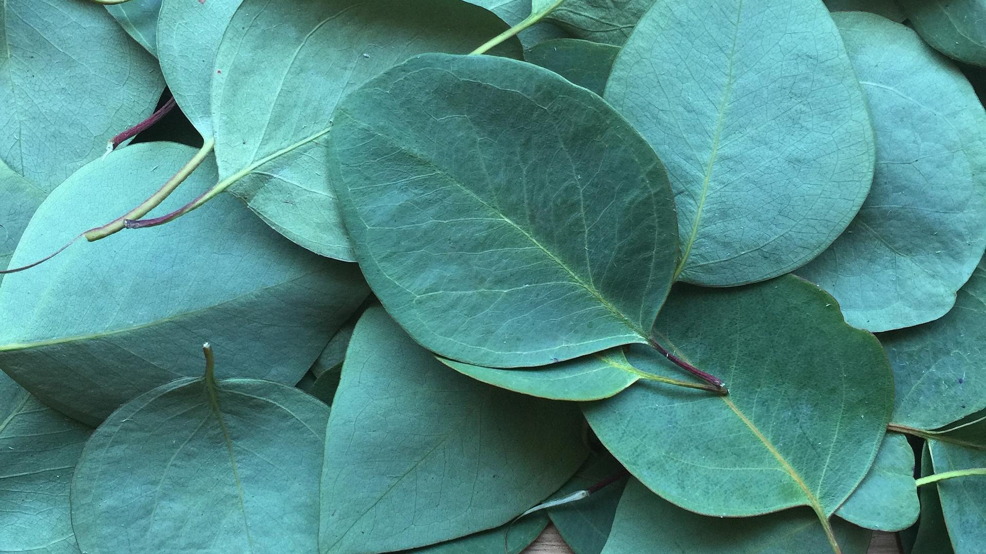Eucalyptus leaves miracle remedy for skin, flu, and more Editorji