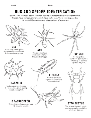 Bug And Spider Identification | Worksheet | Education.com