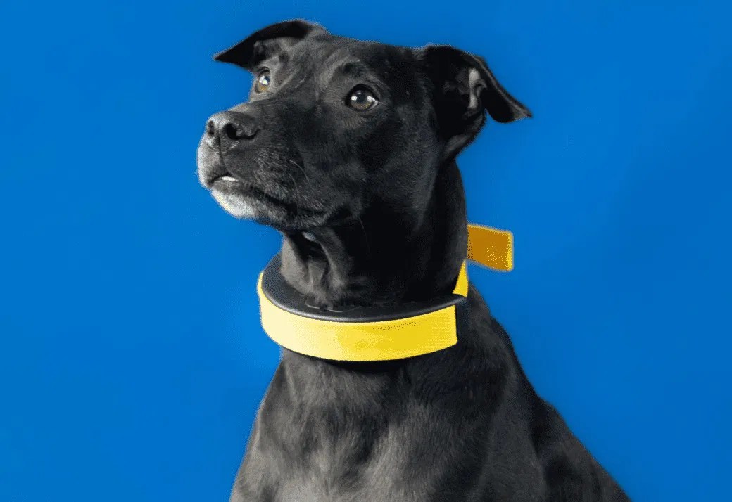Smart Dog Collar Keeps Tabs on Furry Friend's Heart Health, Appetite