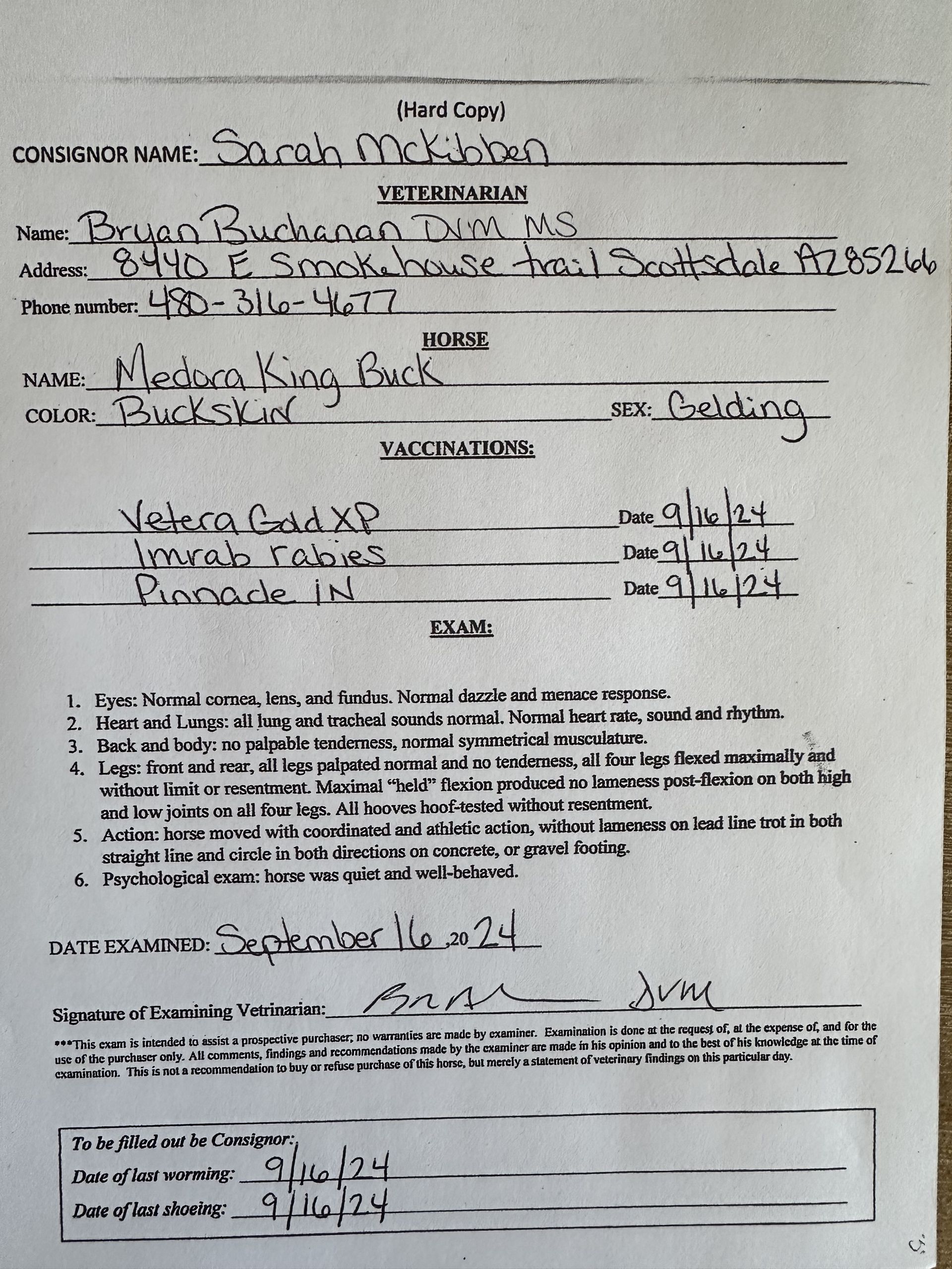 American Quarter Horse Wallach 9 Jahre 155 cm Buckskin in Cave Creek, AZ