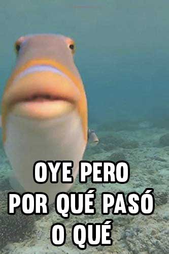 Memes D Pez